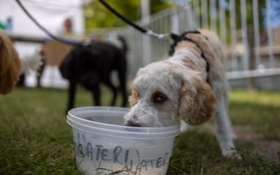 Suba Bleu’s Backyard Dog Park Presented By Mark Miller Subaru Comes to the 15th Annual Craft Lake City DIY Festival Presented By Harmons