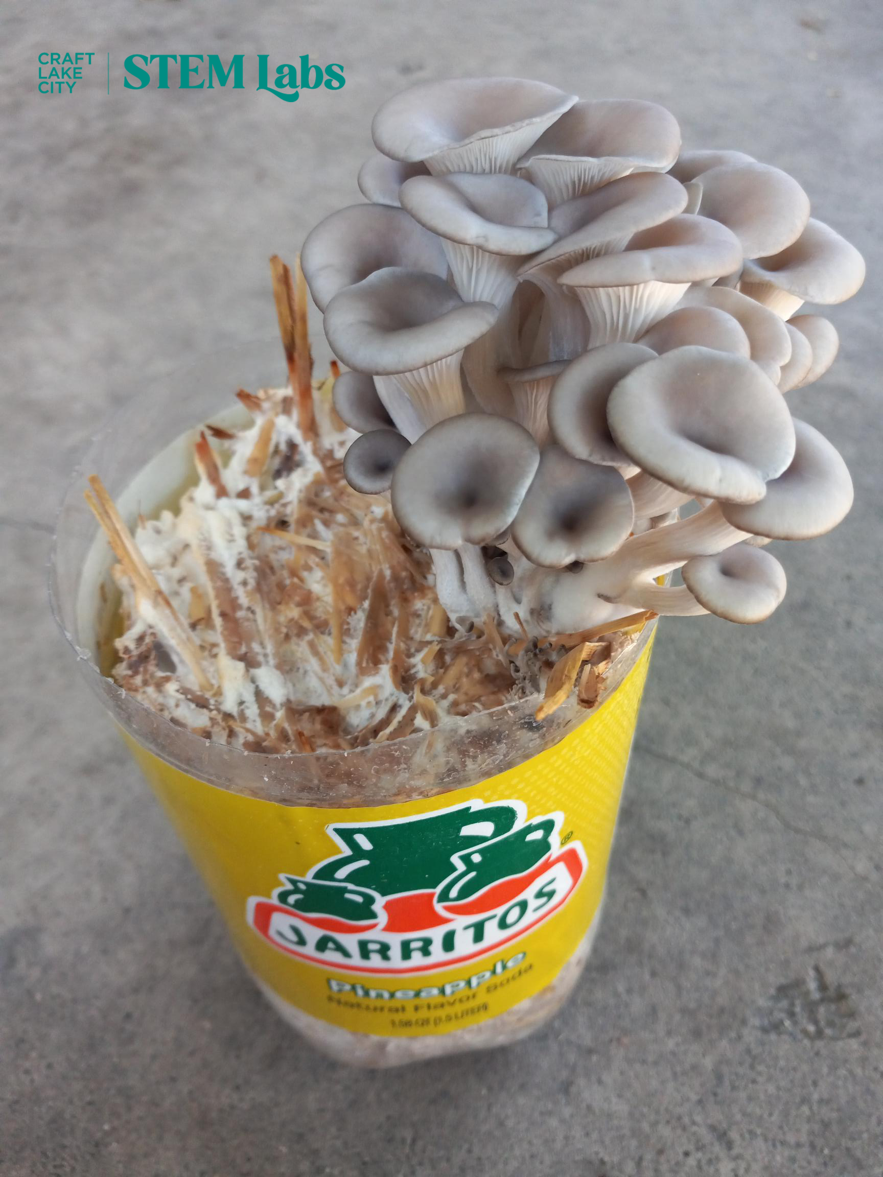 fungiforallimage